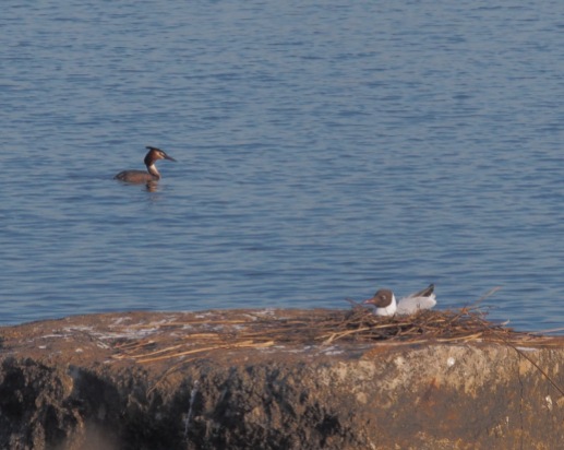 Black-headed gull and a Great crested grebe